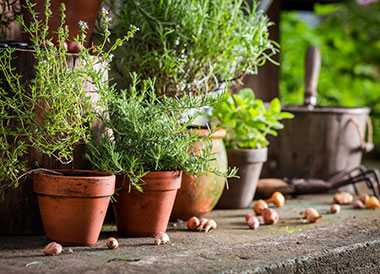 Herb garden in pots
