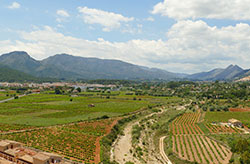 Vineyard in Spain