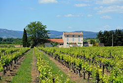 Vineyard in France with farmhouse