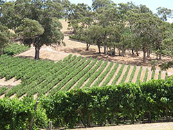 vineyard in Adelaide
