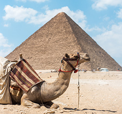 Egypt pyramids with camel in foreground
