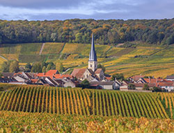 Champagne vineyard with Church spire in France