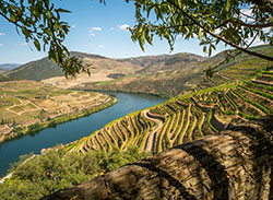 Aerial view of golden vineyards and Douro River, Portugal