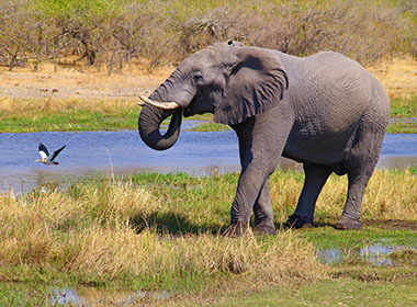 elephant at river edge