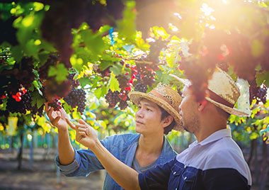 couple examing grapes in a vineyard