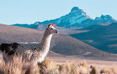 Llama in Argentia wilderness