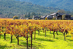 Napa Valley vineyard in Autumn