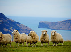 New Zeland sheep