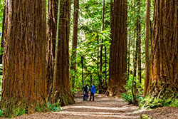 Giant redwoods, Redwood National Park