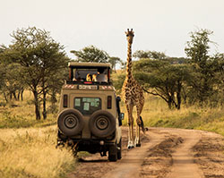 Safari vehicle pausing by Giraffe