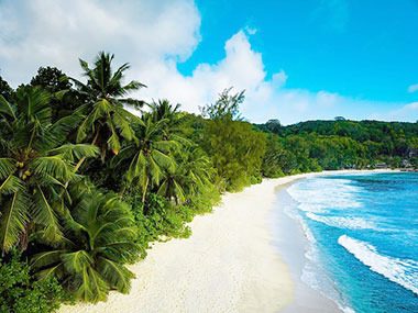 Palm trees along beautiful Seychelles beach