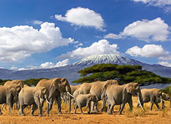 Mt. kilimanjaro elephant herd, Tanzania, Kenya